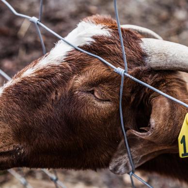 Dairy section Cattle Identification Ear Tag Marking