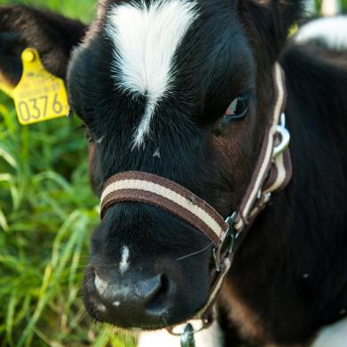 Livestock Ear Tag label