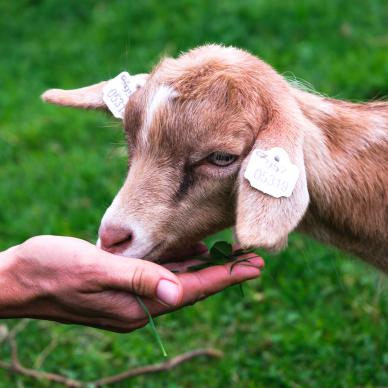 Print Ear Tag Livestock Cattle