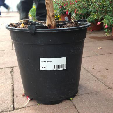 garden plants and horticulture pot label